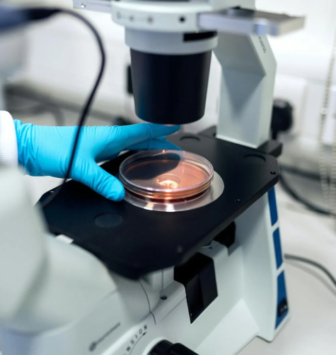 Scientist examining a petri dish with a microscope